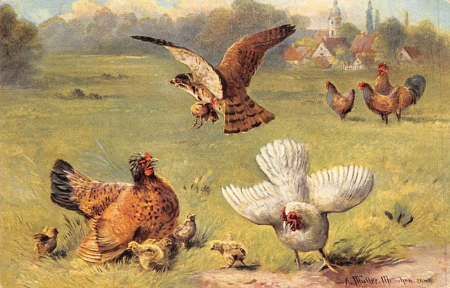 Cartolina - Illustratore: August Muller - Galline E Aquila