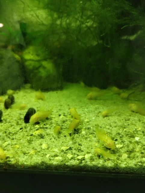 4 Pack live albino corydora 1+ inch(2 day shipping)