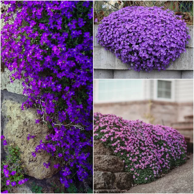 AUBRETIA HYBRIDA MIX 120+ Seeds flower garden GROUND COVER spring summer cottage