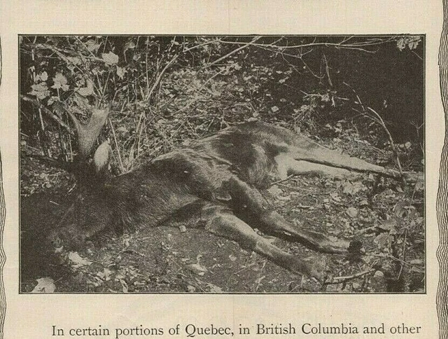 1890s-1910s Print Ad Dead Moose Canadian Pacific Ry, Michigan Southern, Union