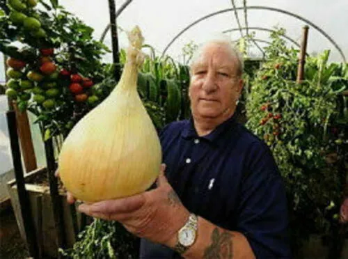 Giant Onion, 50 Seeds + Gift