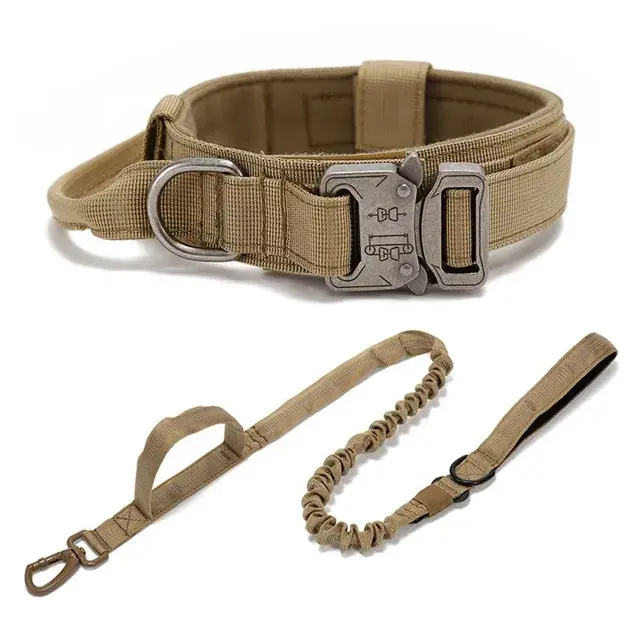 Laisse et collier avec gros boucle en métal pour chiens taille moyenne et grande