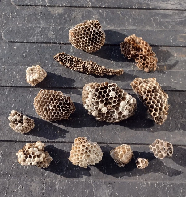 Real Natural Wasp Nest Lot of 13