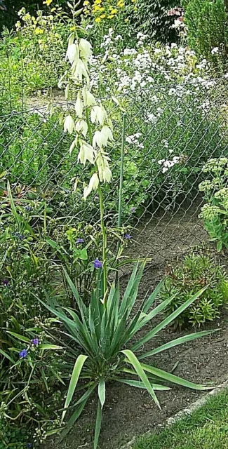 *  Palme * Yucca * Winterhart * Ca. 60 Cm * Ableger * Junge Pflanze * - 25° C *