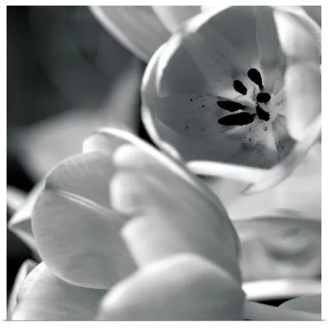 Black and White Tulips I Poster Art Print, Tulip Home Decor