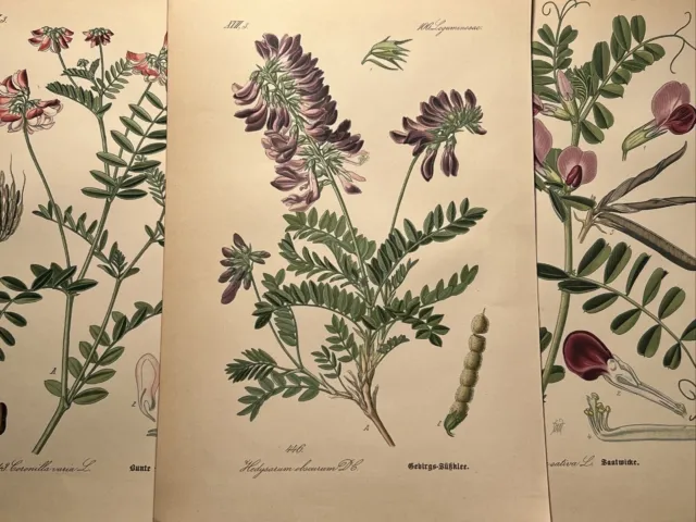 1886 Illustrazione antica Cromolitografia Flora Botanica Fiore Pianta Libro RARO