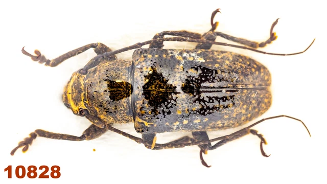 Cerambycidae: Lamiinae sp.  A2, 15 mm, 1 pc