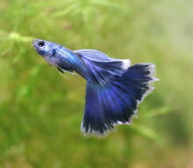 BLUE MOSCOW (BIG DORSAL) Guppy Fish Fancy Show Quality Live Guppies Fry or Pair