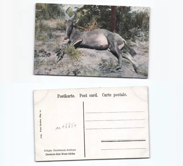 (n16651)   Ansichtskarte Antilope Deutschsüdwestafrika, ungebraucht, Verlag