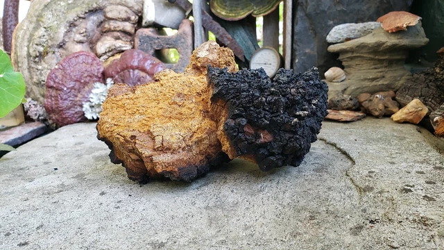 15 libras piezas enteras frescas de Chaga como cosechadas cepilladas limpias secadas al sol buenas vibraciones