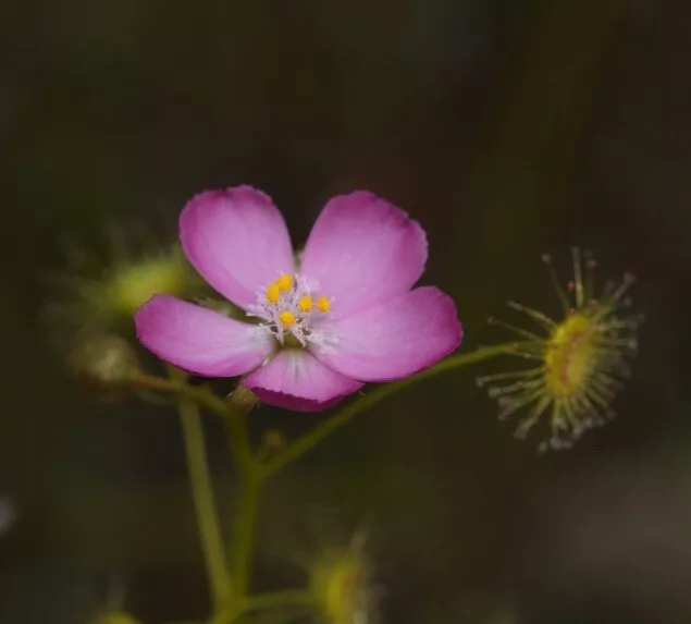 Drosera stricticaulis seed  Carnivorous  Sundew