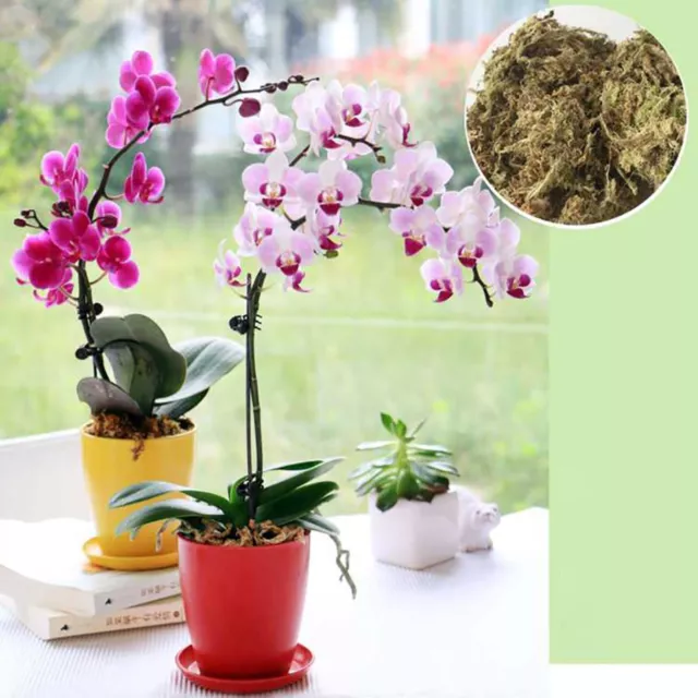 NATURAL SPHAGNUM MOSS Orchid Potting Mix Dried Moss For Gardening ...