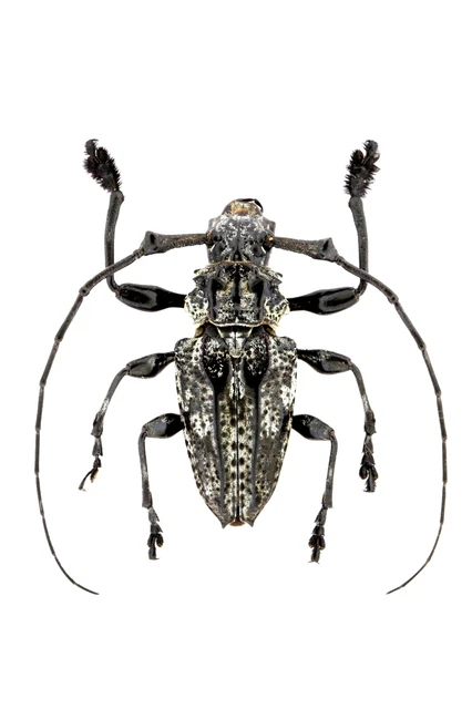 Cerambycidae Sp.  Feb216 27Mm (Body) Ec,