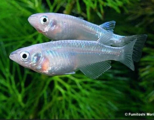Rare Platinum Blue  - Medaka Japanese Rice Fish Eggs 15