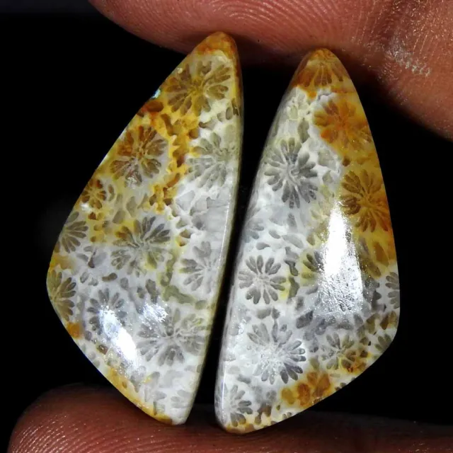 100% Natural Fossil Coral Fancy Pair Cabochon Rare Gemstone 32.90 Ct 30x13x5 mm