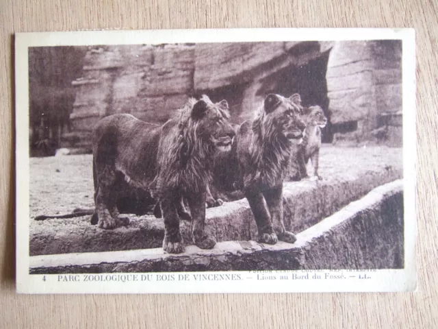 Cpa Paris (75) Porc Zoologique Du Bois De Vincennes. Lions At The Edge Of The Pit