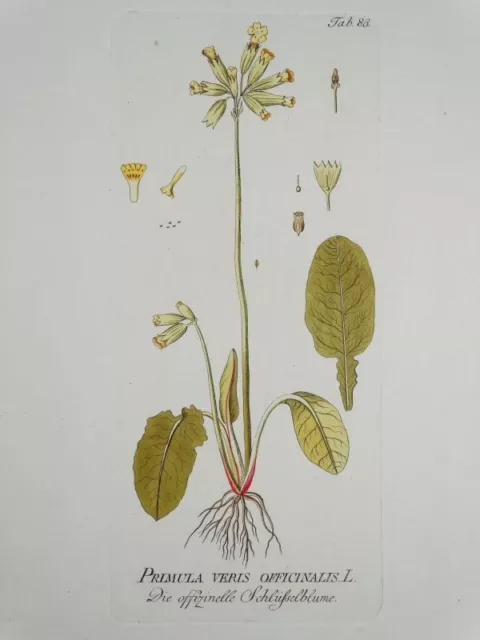 Primula Veris Officinalis Schlüsselblume - kol. Kupferstich - Botanik Blume 1792