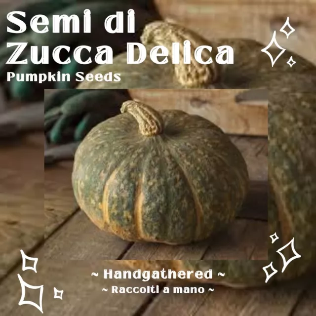 10+ SEMI BIO ZUCCA DELICA + OMAGGIO | Italian Pumpkin Seeds