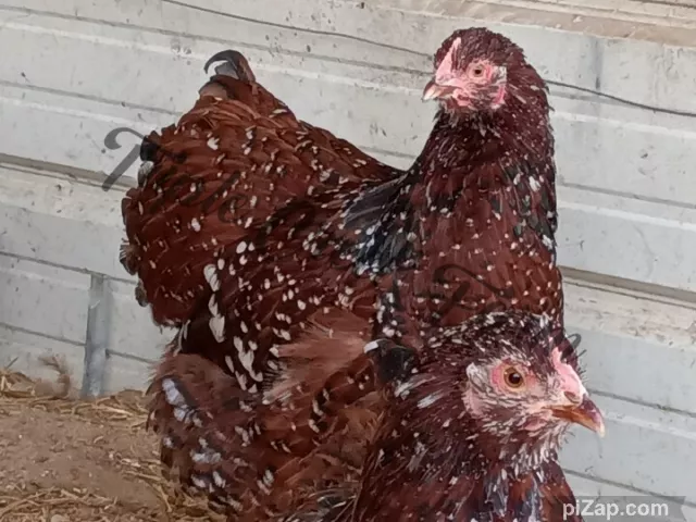 8 Standard Jubilee Orpington Chicken Hatching Eggs