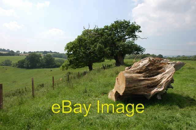 Photo 6x4 Tree trunk above the River Rea The remains of this tree trunk i c2007