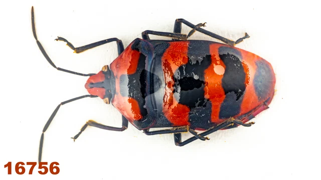 Heteroptera Scutellarinae:  sp.   A1, 20 mm , 1 pc
