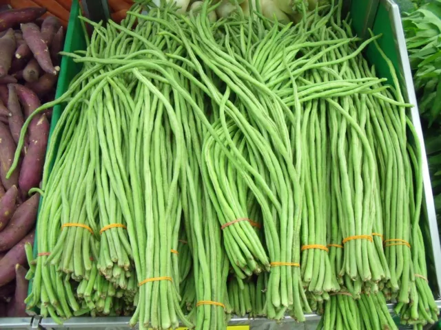 ☺10 graines de haricot long asiatique vert / kacang panjang