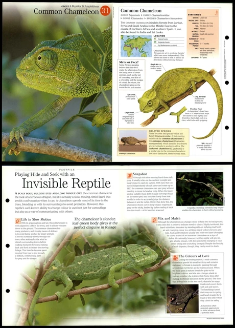 COMMON CHAMELEON #31 Reptiles - Discovering Wildlife Fact File Fold-Out ...