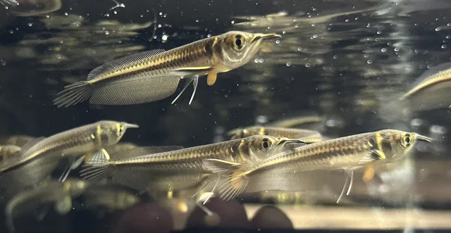 Baby Silver Arowana 2” (Pack Of 3) -Live Freshwater Tropical Aquarium Fish