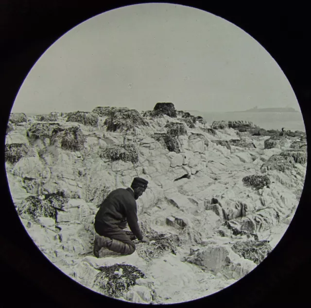 Glas magische Laterne Rutsche RAUBNESTER FARNE ISLAND C1890 FOTO NORTHUMBERLAND