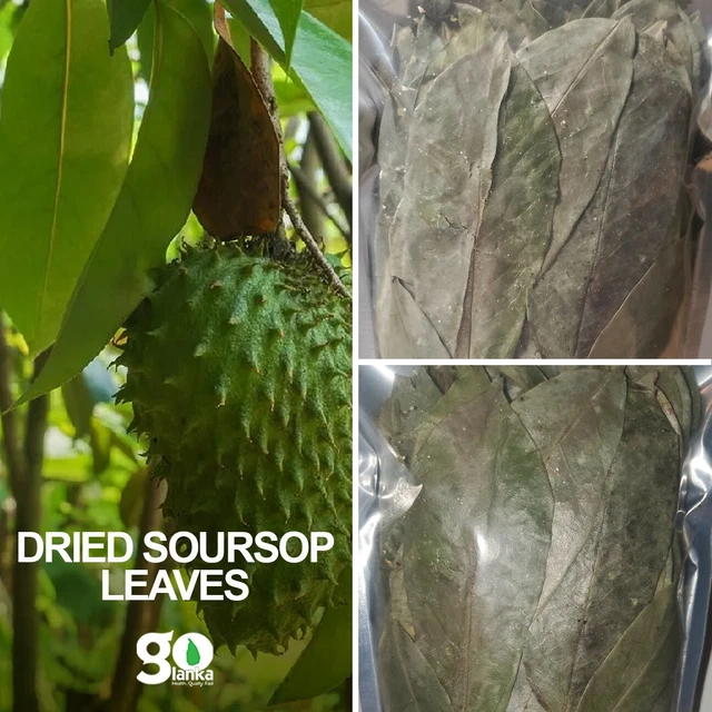Guanábana Seca 500 Hojas Graviola Ojas De Guanábana 100% Natural Orgánica Hoja