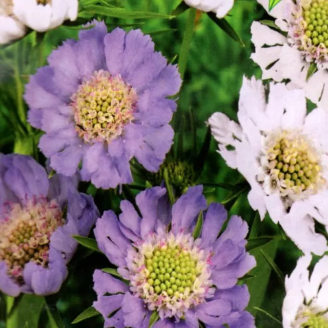 Skabiose Kaukasus Scabiosa winterhart Stauden Beete Steingarten 15 Samen Nr.367