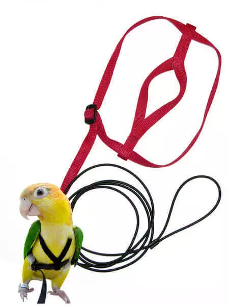 The Aviator MEDIUM BIRD HARNESS & LEASH - Red