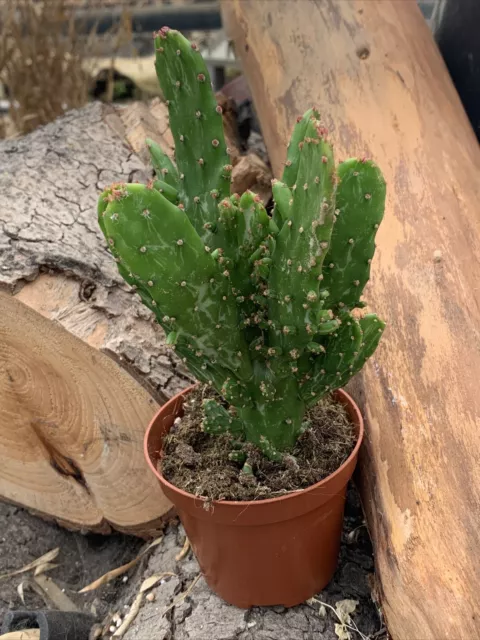 Cactus plante grasse succulente opuntia Monacantha Pot De 8,5 Cm