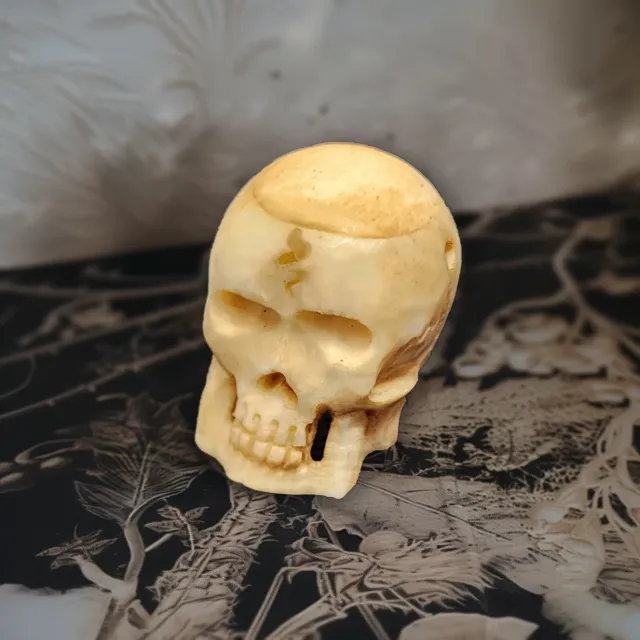 Crâne en os "memento mori" pour idée cadeau