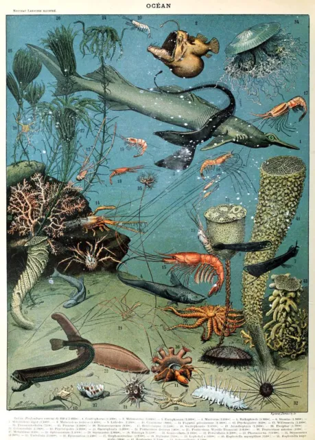 Adolphe Millot Vintage Fish Ocean Sealife Natural History Wall Art Print Poster
