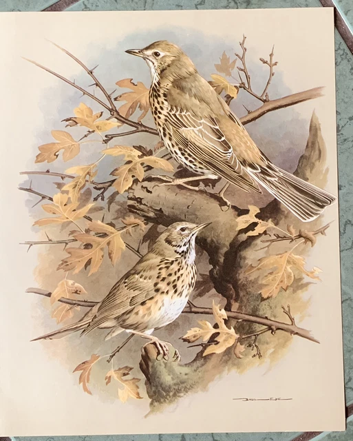 Song & Mistle Thrust, Original 1965 Vintage Bird Print Book Plate Basil Ede