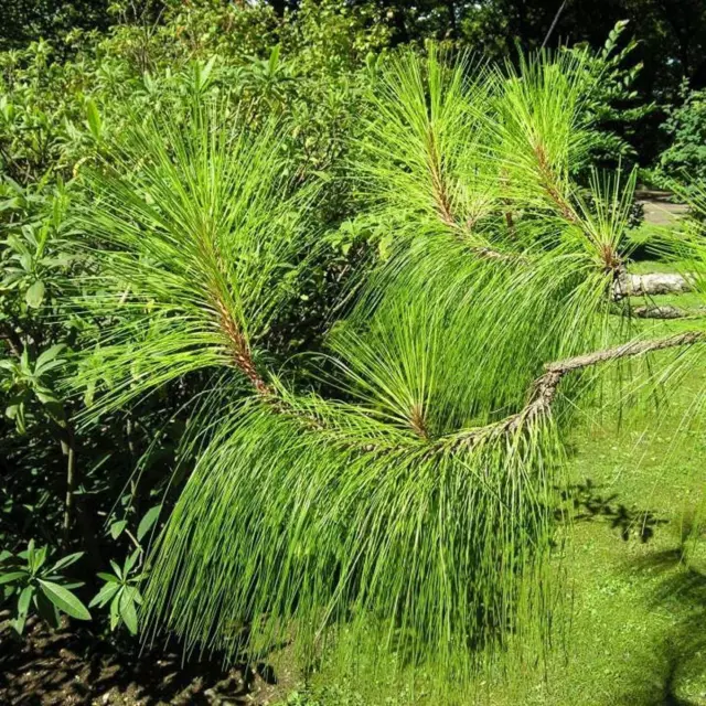 Yunnan Pine Seeds - Pinus yunnanensis - 8 Seeds - Spectacular Pine Needles
