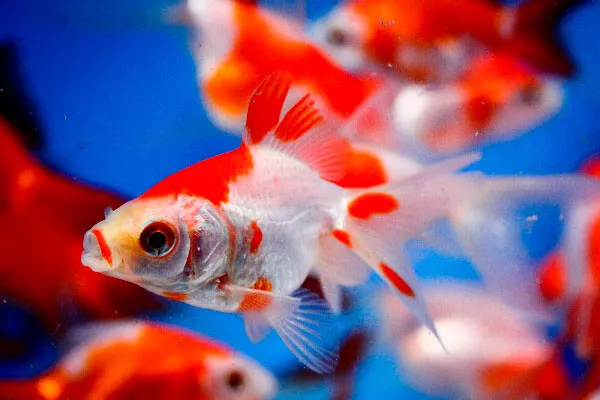 Live Fish RED & WHITE Fantail Goldfish for fish tank, koi pond or aquarium