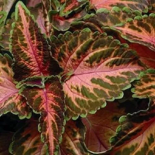 50+ Coleus Wizard Coral Sunrise Shade Loving Flower Seeds  Long Lasting Annual