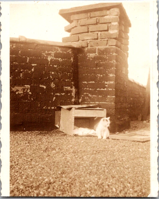 Found photo: white kitten with box rooftop captioned "Cat on a Hot Tin Roof" 50s