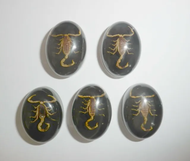 Insect Cabochon Golden Scorpion Oval 18x25 mm on black bottom 5 pieces Lot