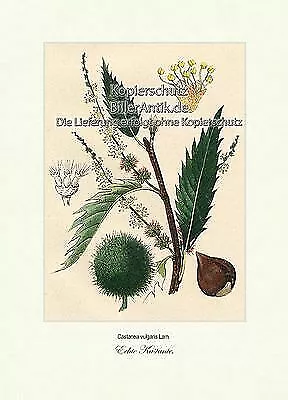 Echte Kastanie Castanea vulgaris Buchengewächse Fagaceae Vilmorin A4 391