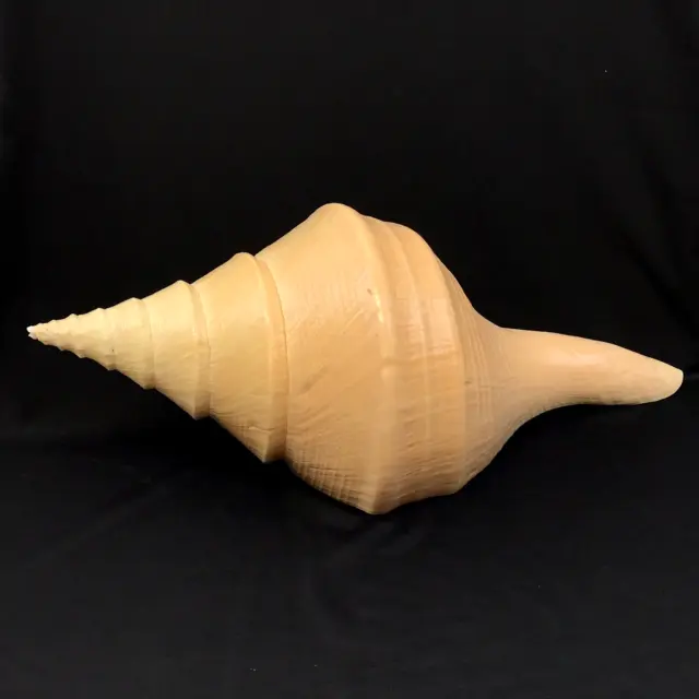 Beautiful Large Seashell, Conch Sea Shell, Australian Trumpet, Giant Syrinx ~16"