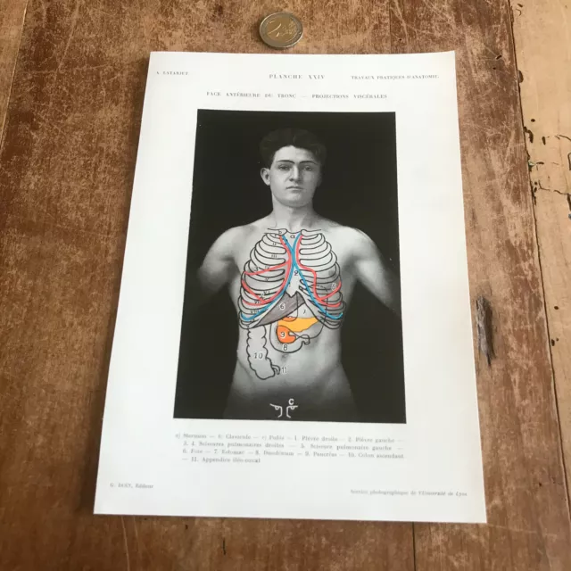 ancienne gravure anatomie N152 corps humain cabinet de curiosité