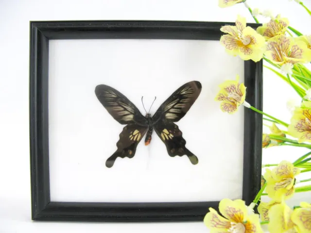 Nice butterfly - beautiful real butterfly prepared - framed- museum quality