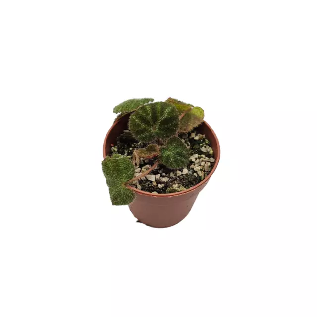 Begonia ningmingensis var. Bella  - Rare Begonia - Terrarium / House Plant