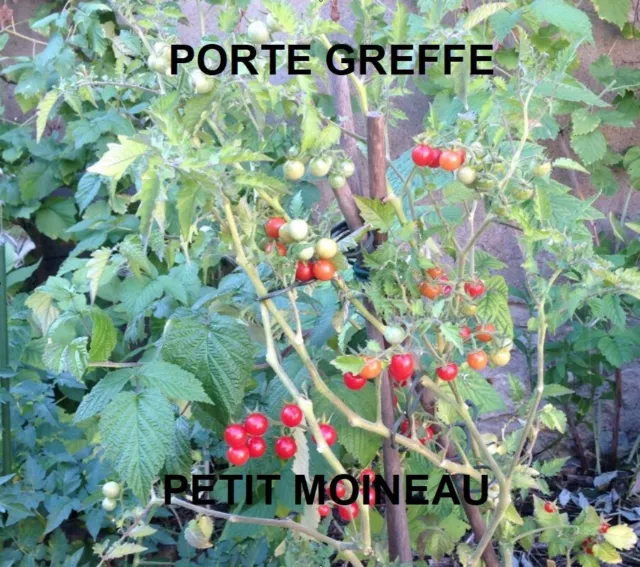 UN SACHET DE 20 à 240 GRAINES DE TOMATE PORTE GREFFE PETIT MOINEAU AUX CHOIX