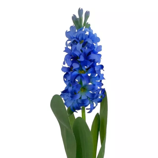 Künstliche Hyazinthe 44cm BLAU, Kunstblume Osterdeko Frühlingsdeko