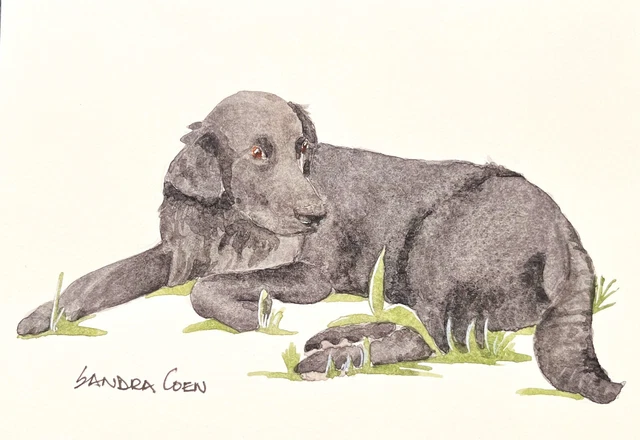 Flat Coat Retriever  Original Watercolor Painting by Sandra Coen Lying