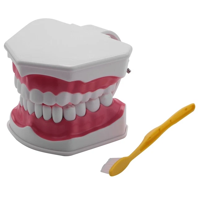 Modello Denti Rimovibili Modello Dentale Typodont Con 32 Denti Rimovibili - Adatto A Columbia 860 Dentoform, Gengiva Morbida, Per Studio Odontoiatrico Protesi Dentale